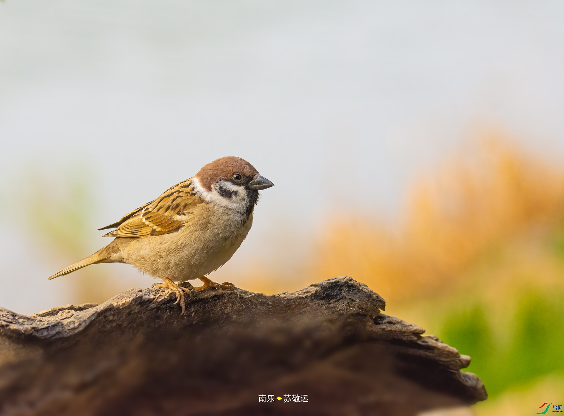 _DSC6988С.jpg