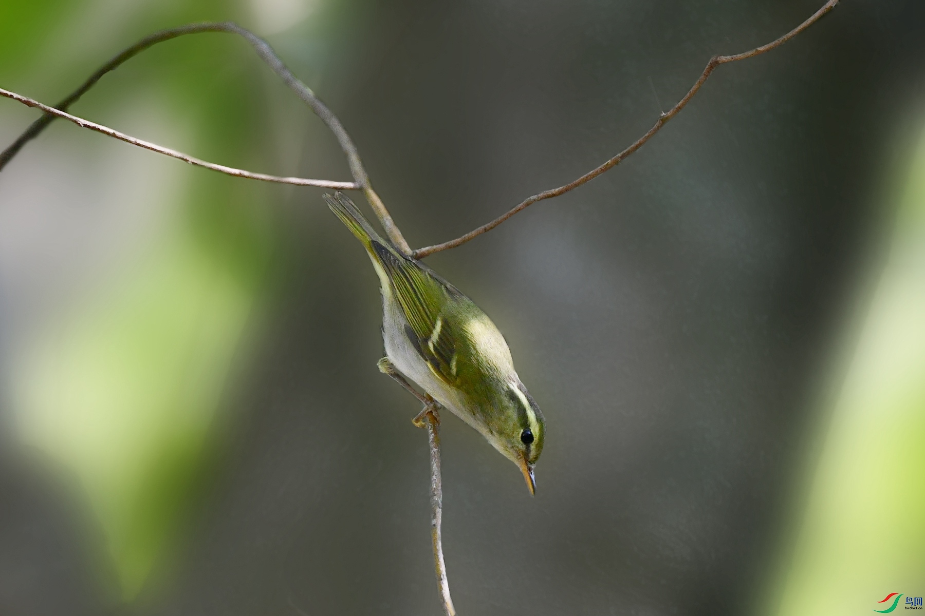 DSC_5220_���ӱ�����.jpg