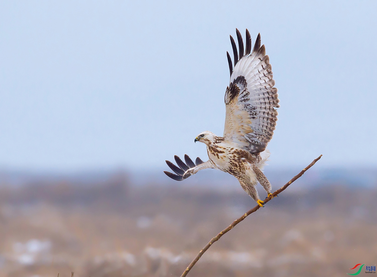 ��_30V5382��---ë��