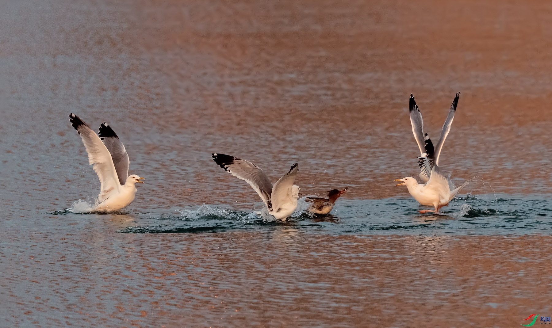 DSC_4978.jpg