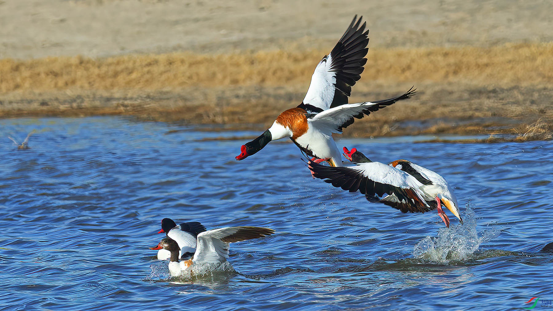 DSC_2523-2.jpg