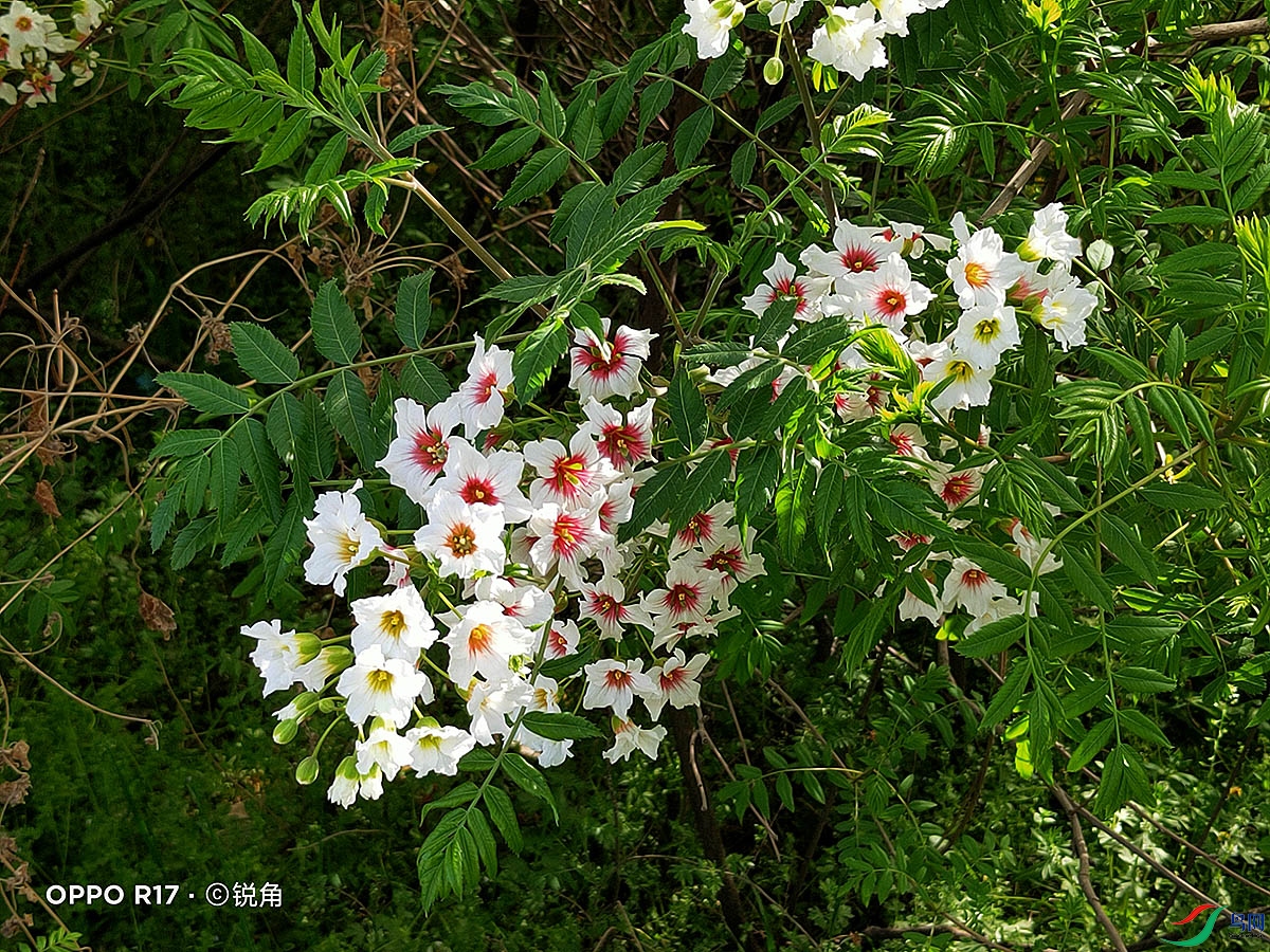 IMG20220407085329.jpg