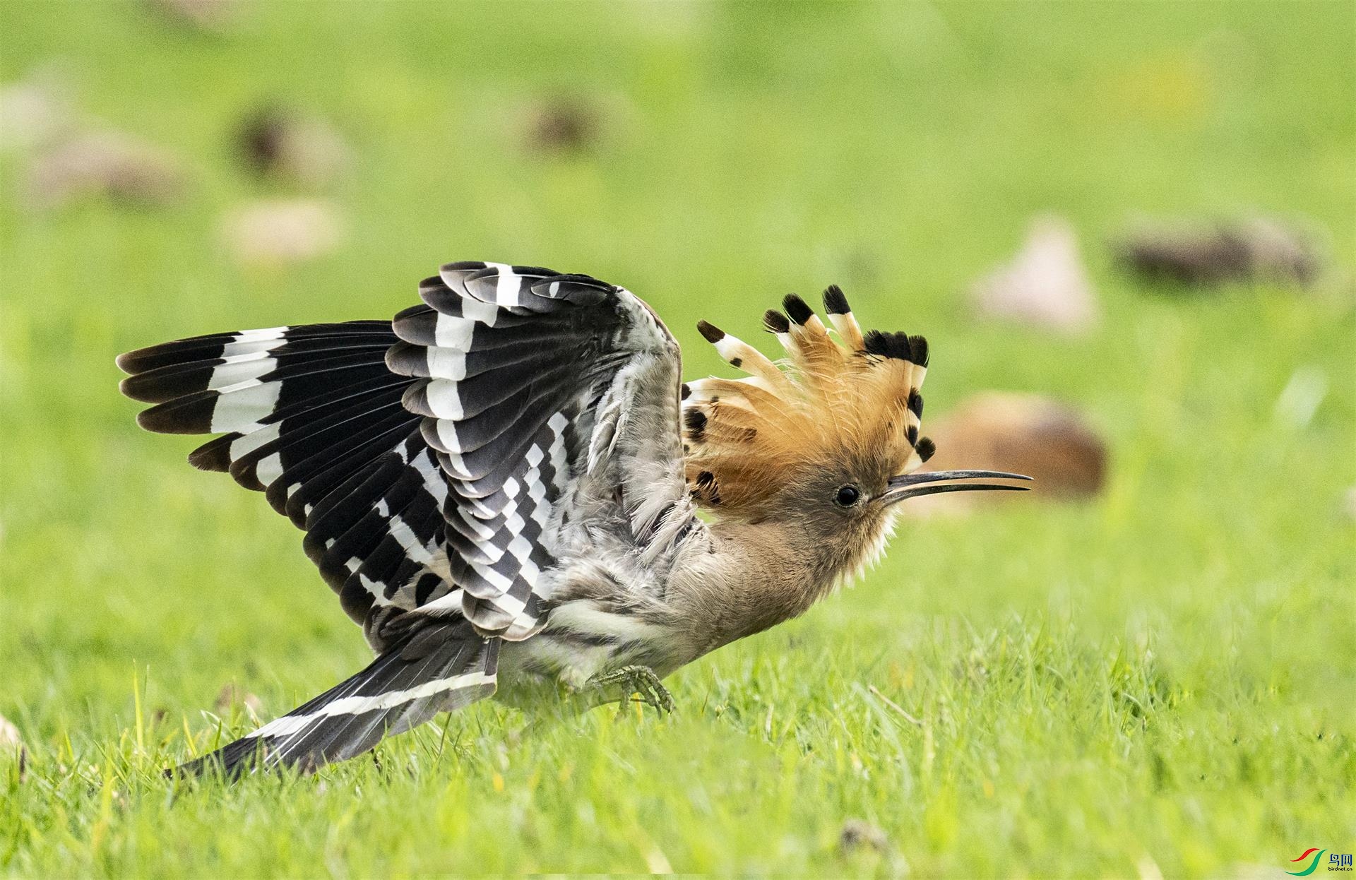 DSC08562 ����.jpg