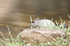 _C5R3453_���� - ����.jpg