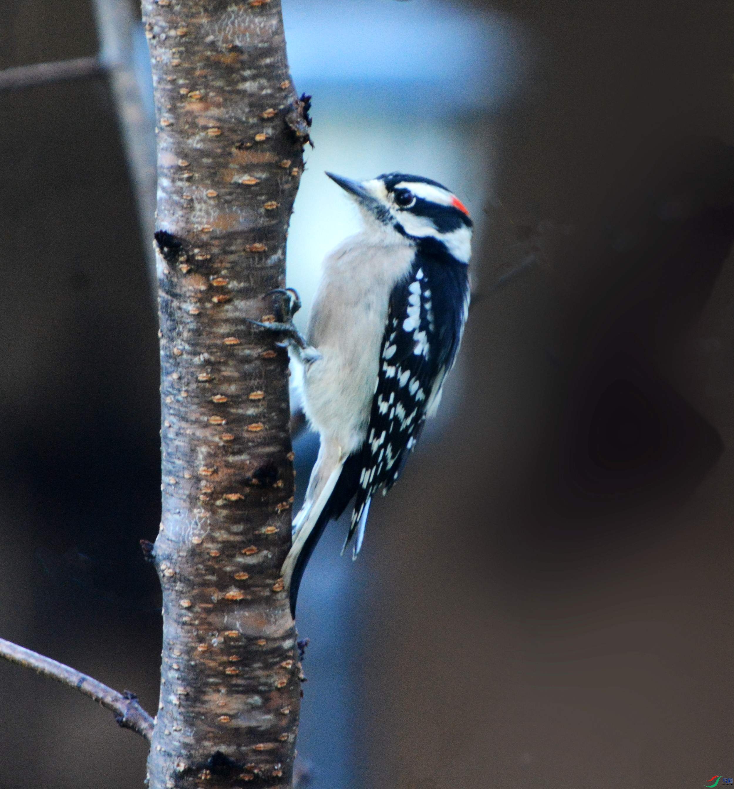 DSC_3740_����.jpg