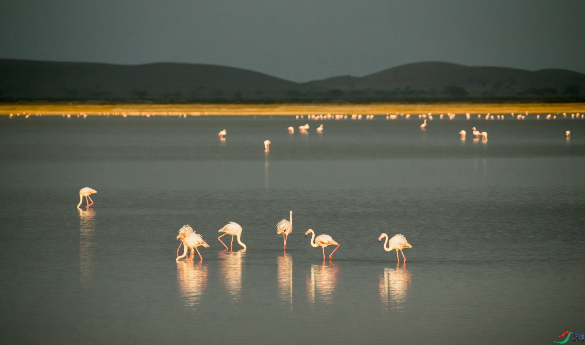 ���޻�����