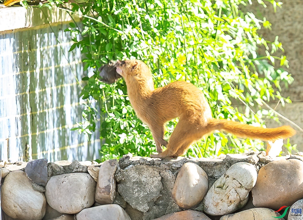 CI6W8248���� .jpg