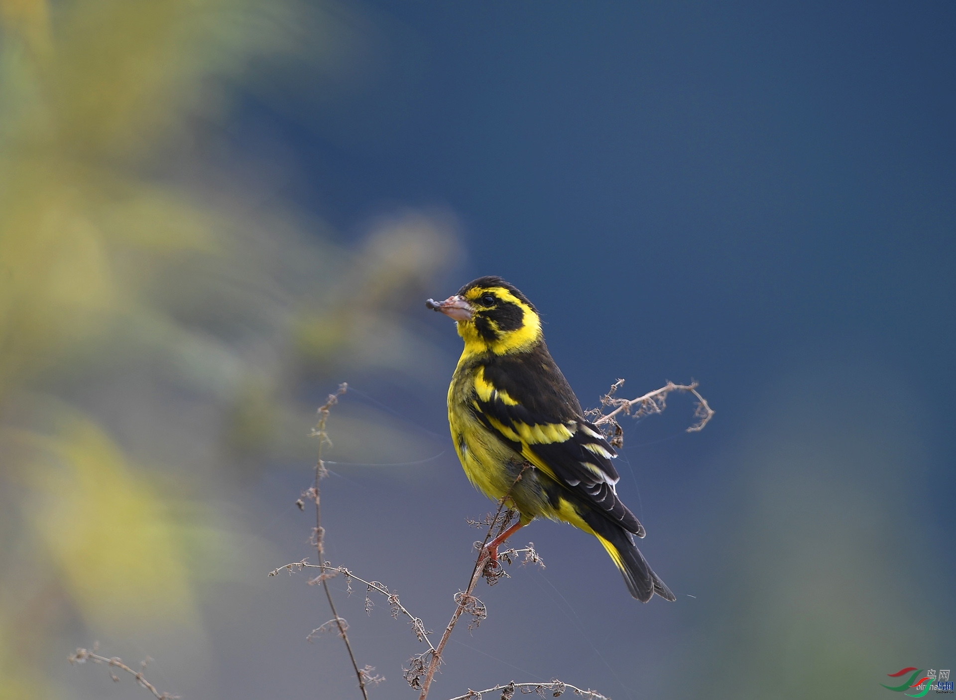 ����ϸ��  ��ʦ�����������������տ��������¡��.jpg