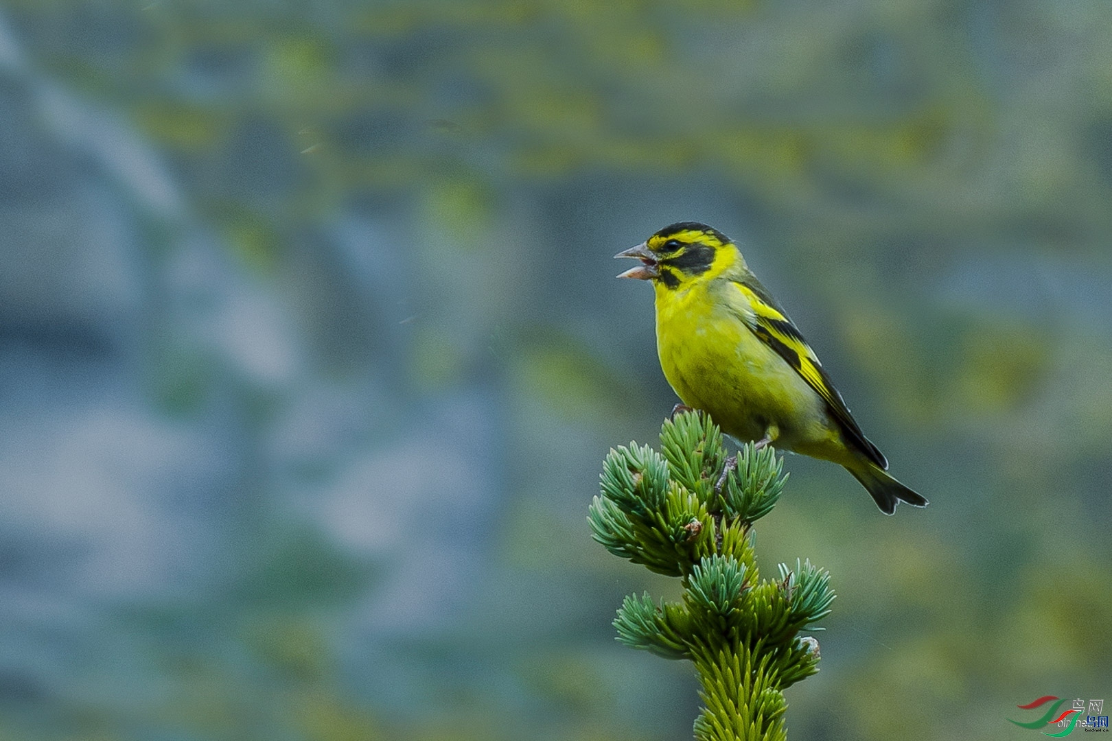 �ķ�ľ��  ��ʦ����������������ɽ�ϵ���������.jpg