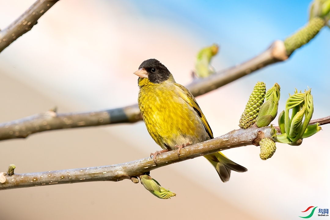 ��������  ��ʦ����������ʡ�����н�����.jpg