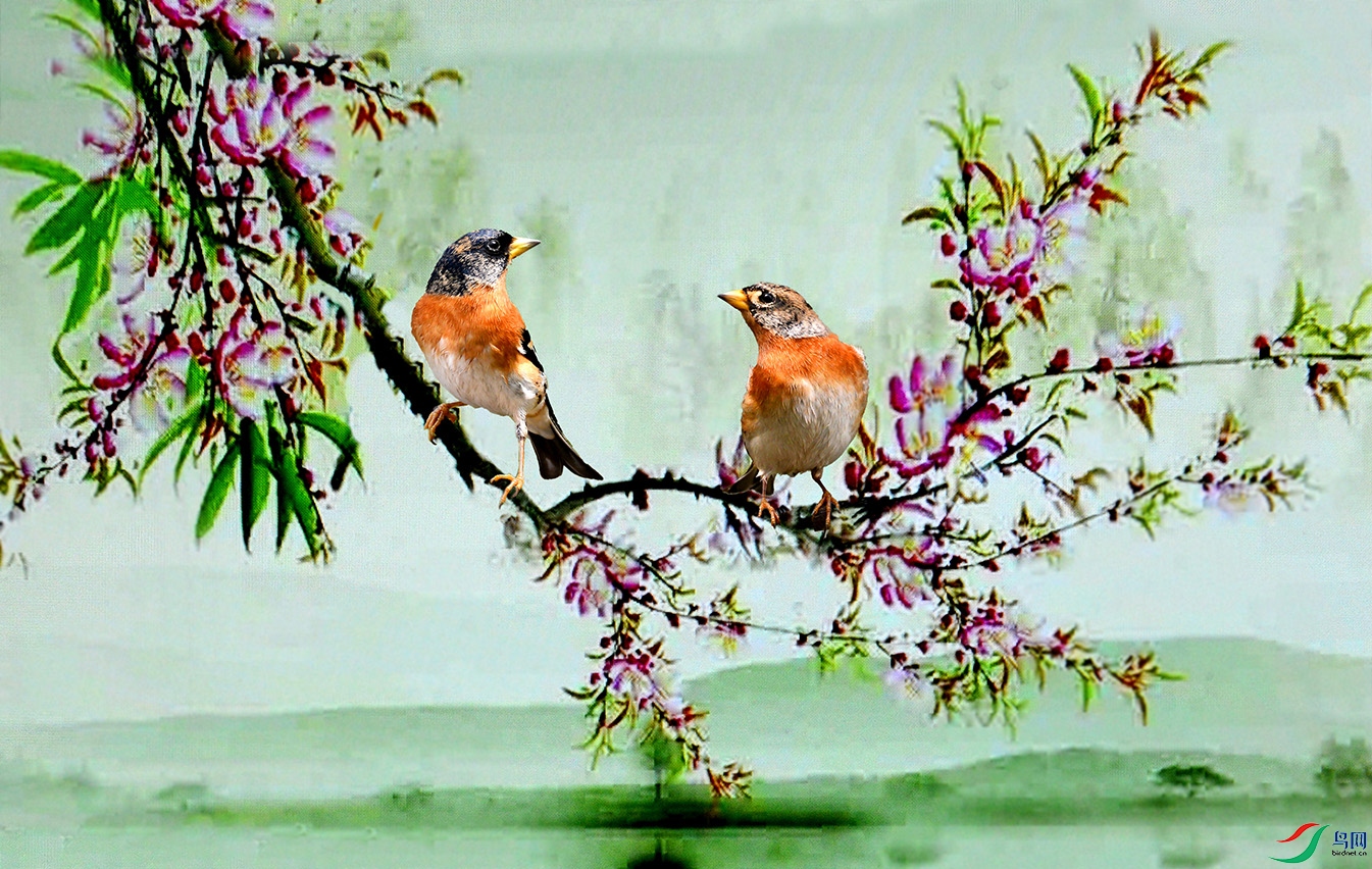 春意融融双燕雀