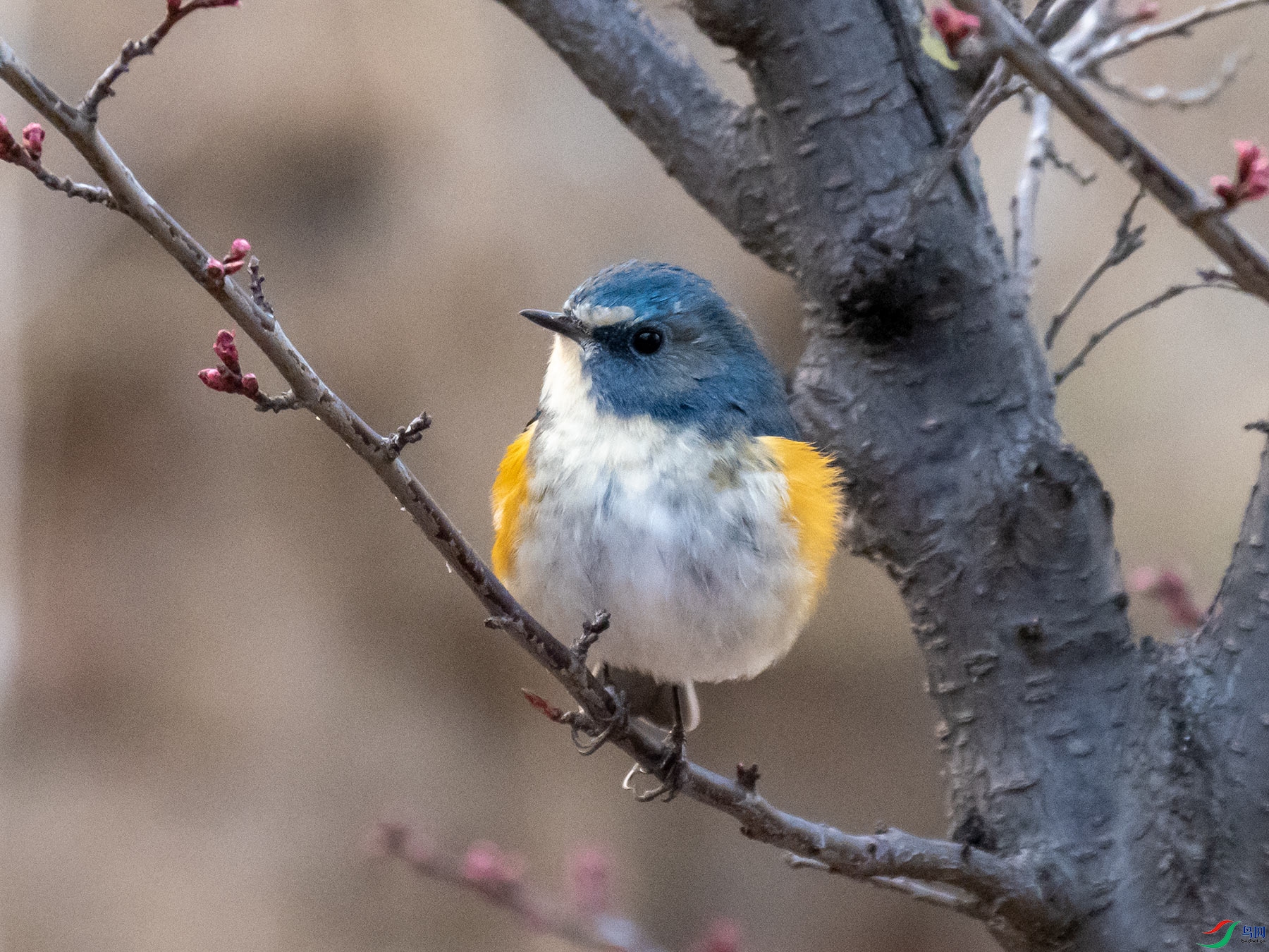 ������β�