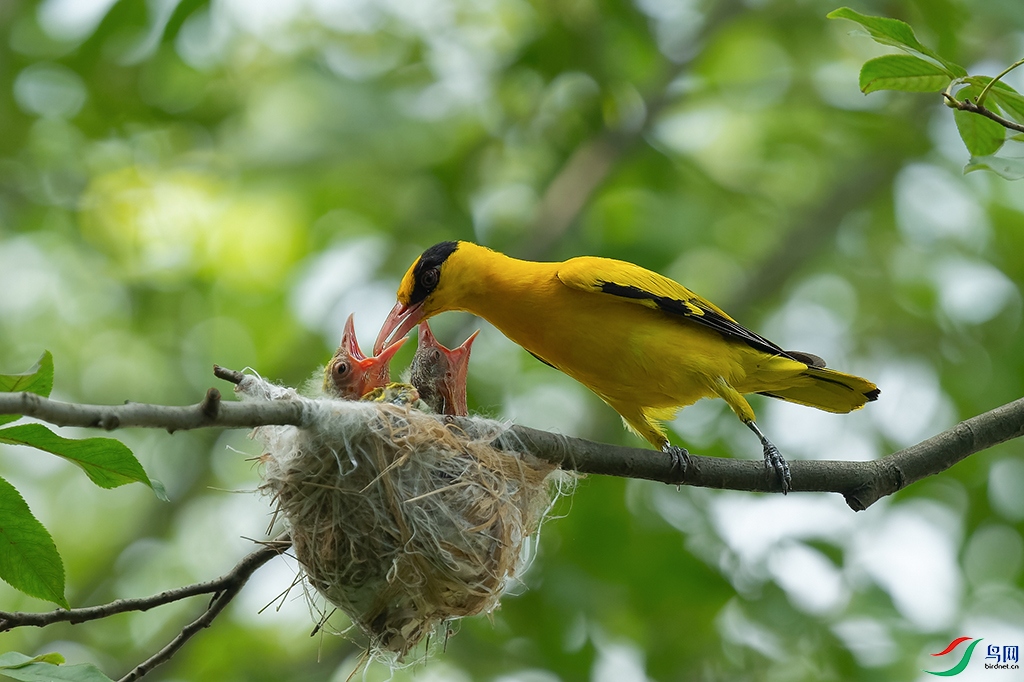 DSC_8545_DxOa.jpg