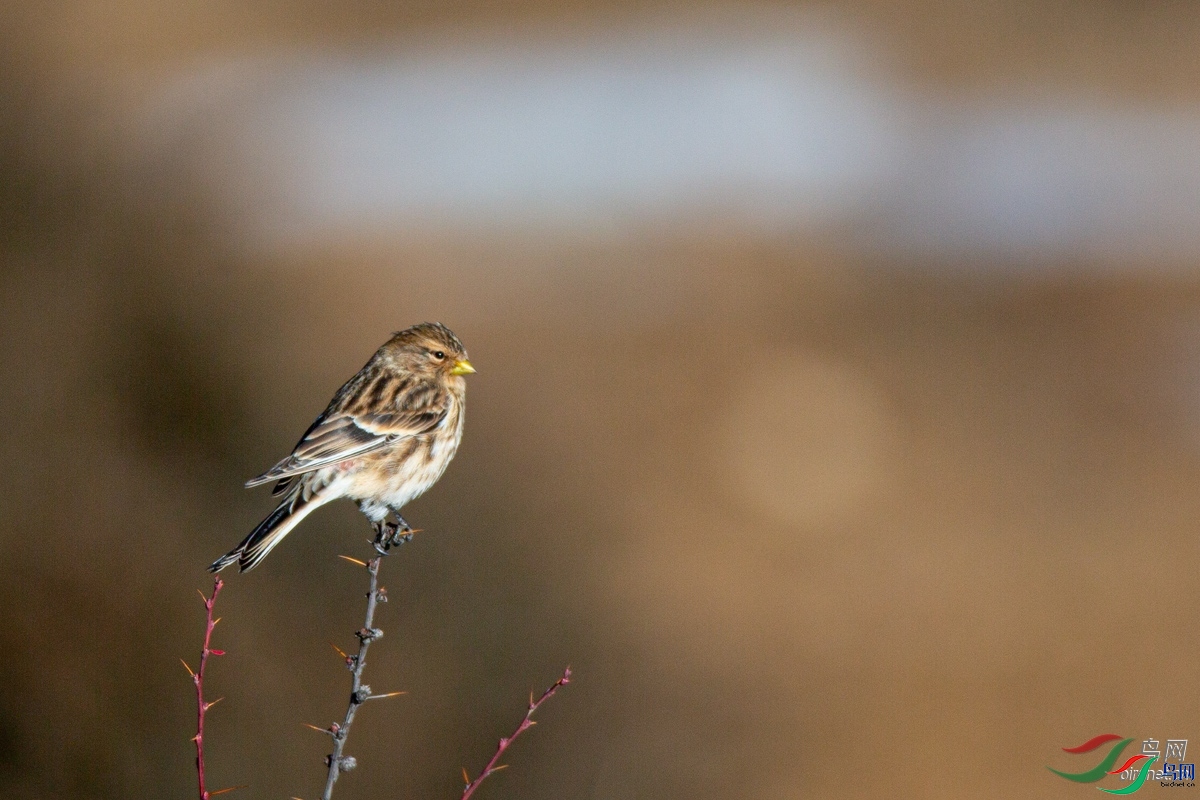 ���� ��ʦ�������Ĵ�ʡ���β��������ݿ�����.jpg