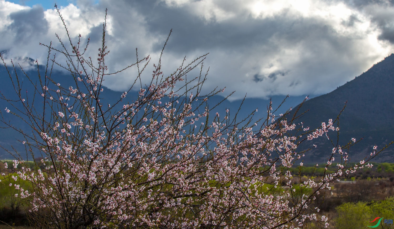 ��֥��� 120_1.jpg