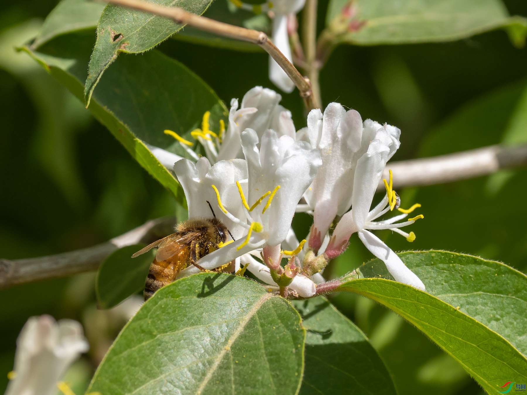 �۷����̶�