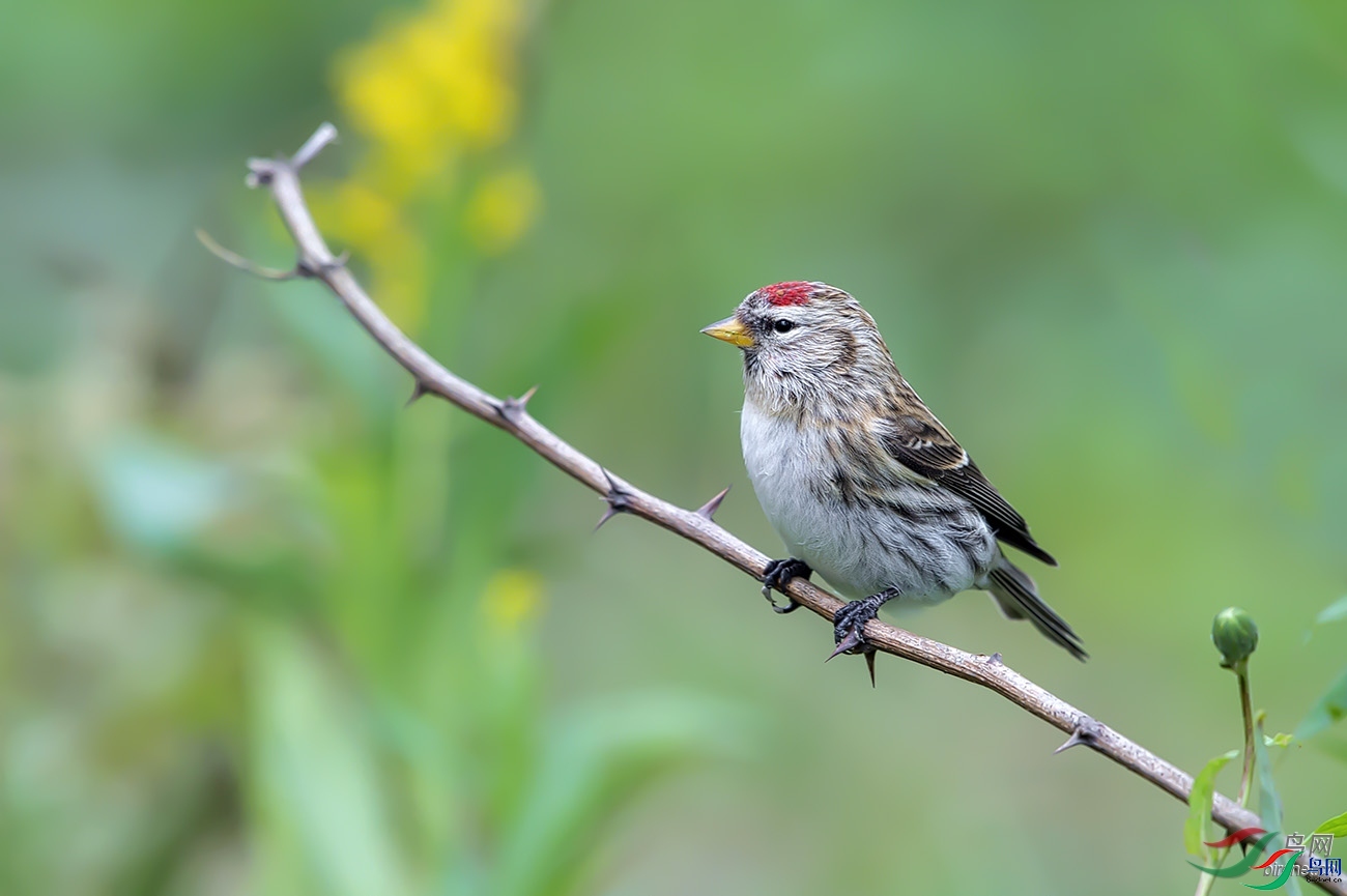 ����CHANGXIANG  ��ʦ����������ʡ�����б�Ʊ��.jpg