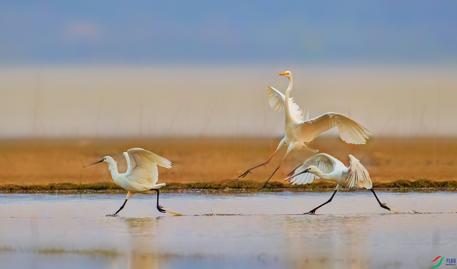 AI8I3110 ����.jpg