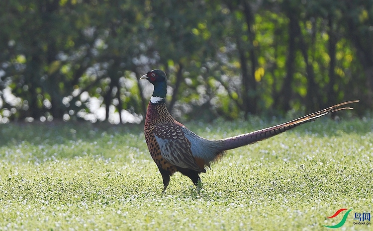 DSC_6675 - ����.JPG