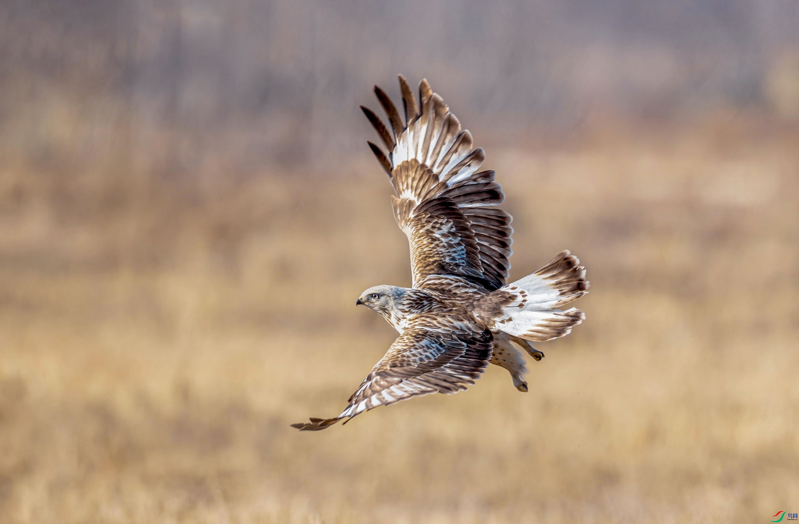 ��ӰҲ����