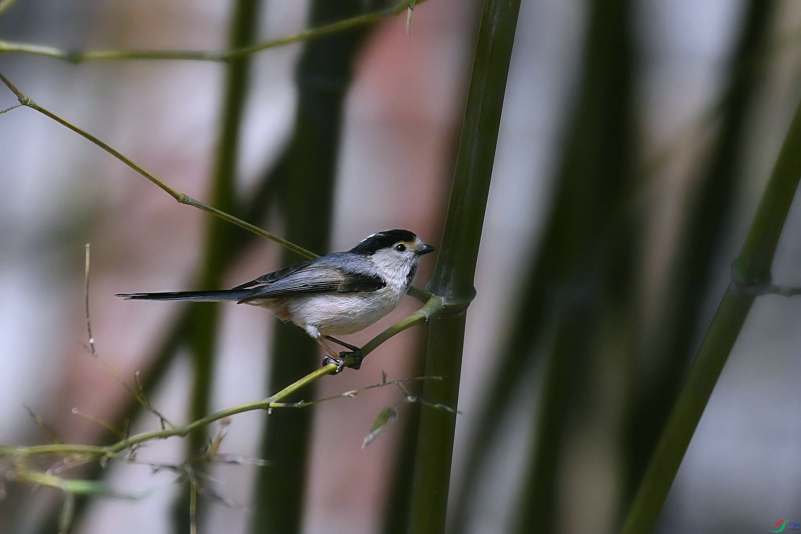 _DSC7873.JPG