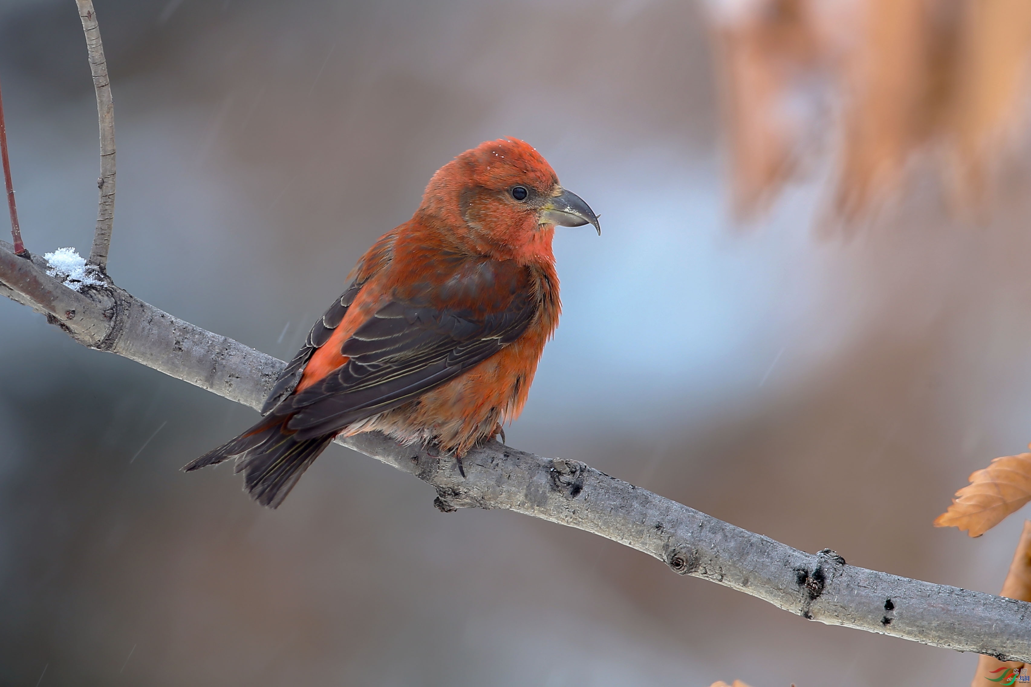 ��Ҷ  ��ʦ�����ں�����ʡ���������.jpg