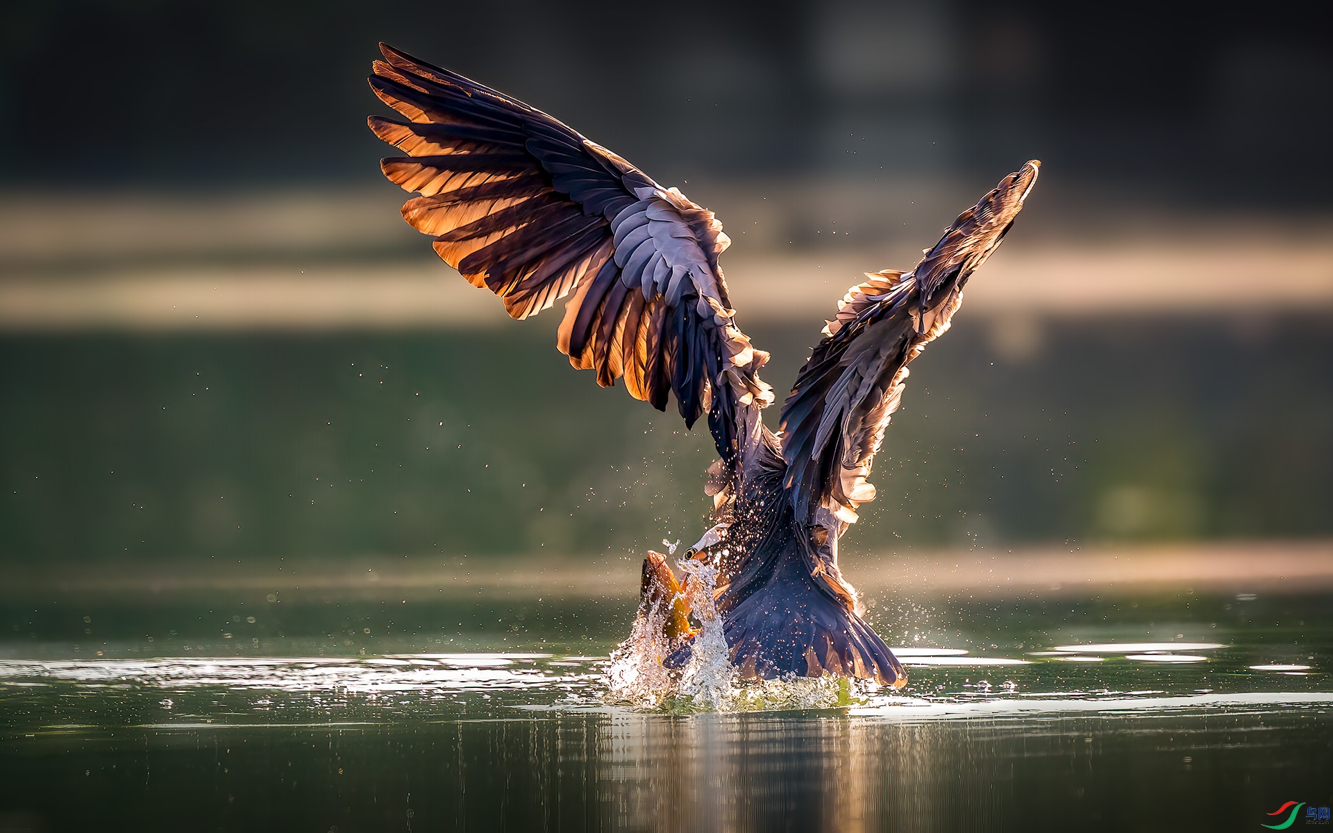 DSC_2901-B.jpg