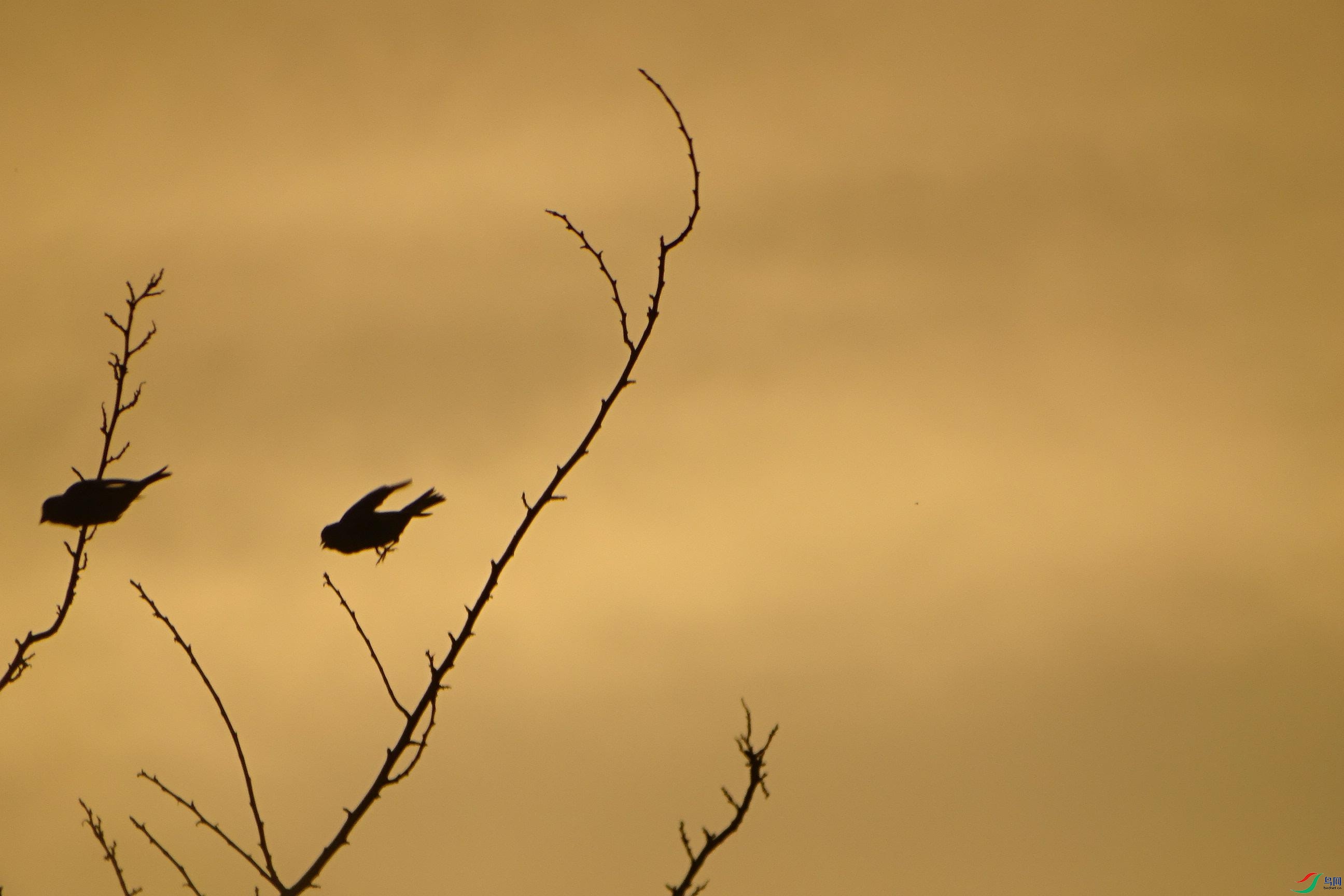 ˫�ɹ��轾����