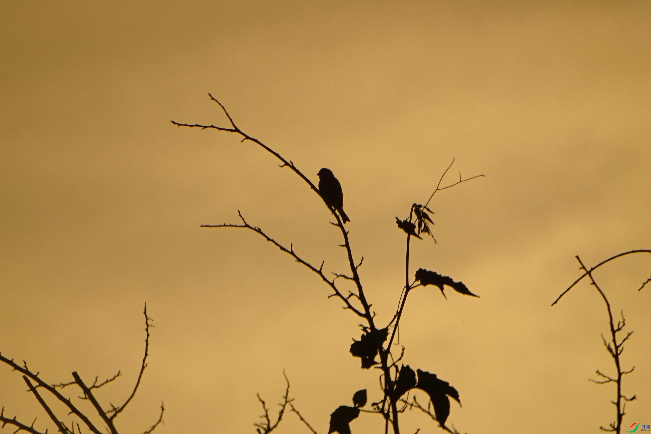 DSC09783_���ٿ�ͼ.jpg