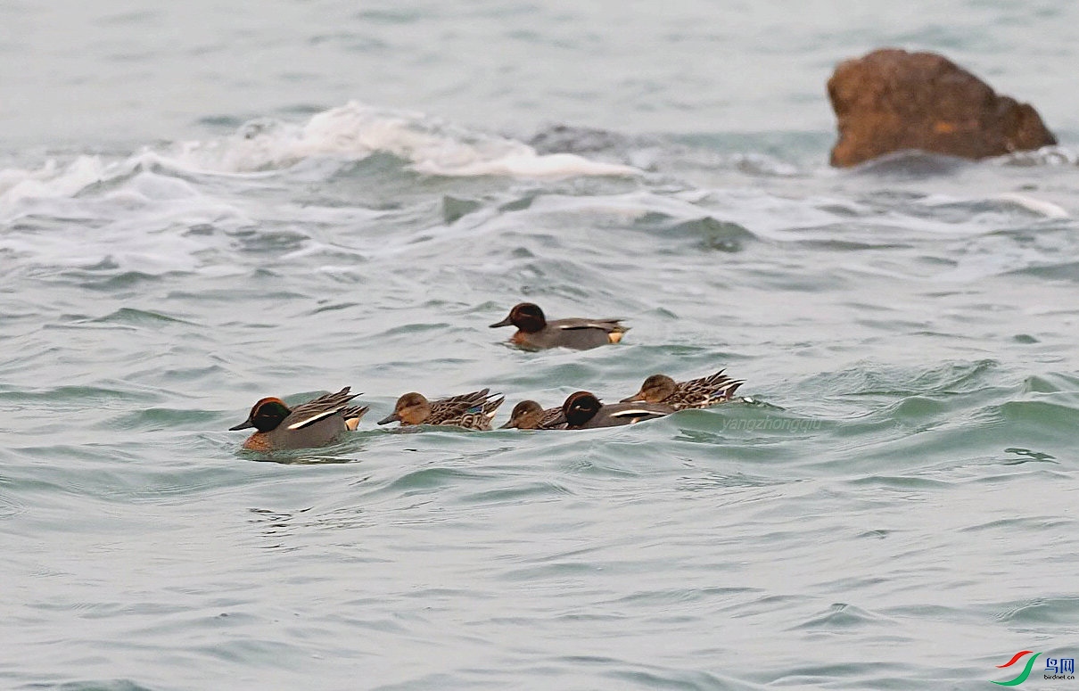 1����԰������