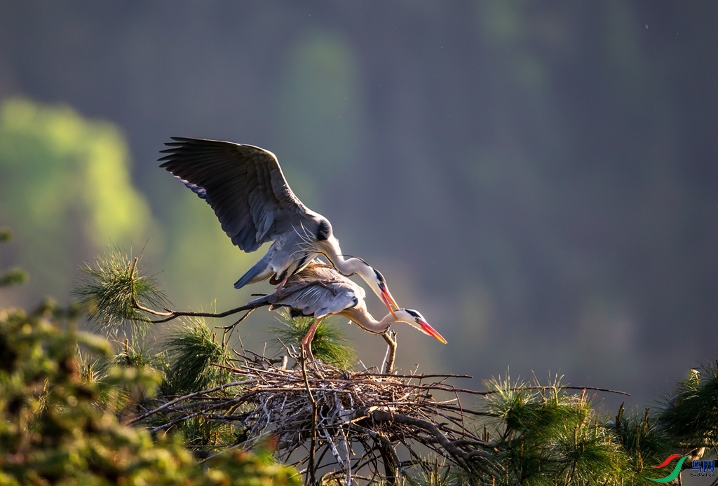 _R4R4048 - ����.jpg