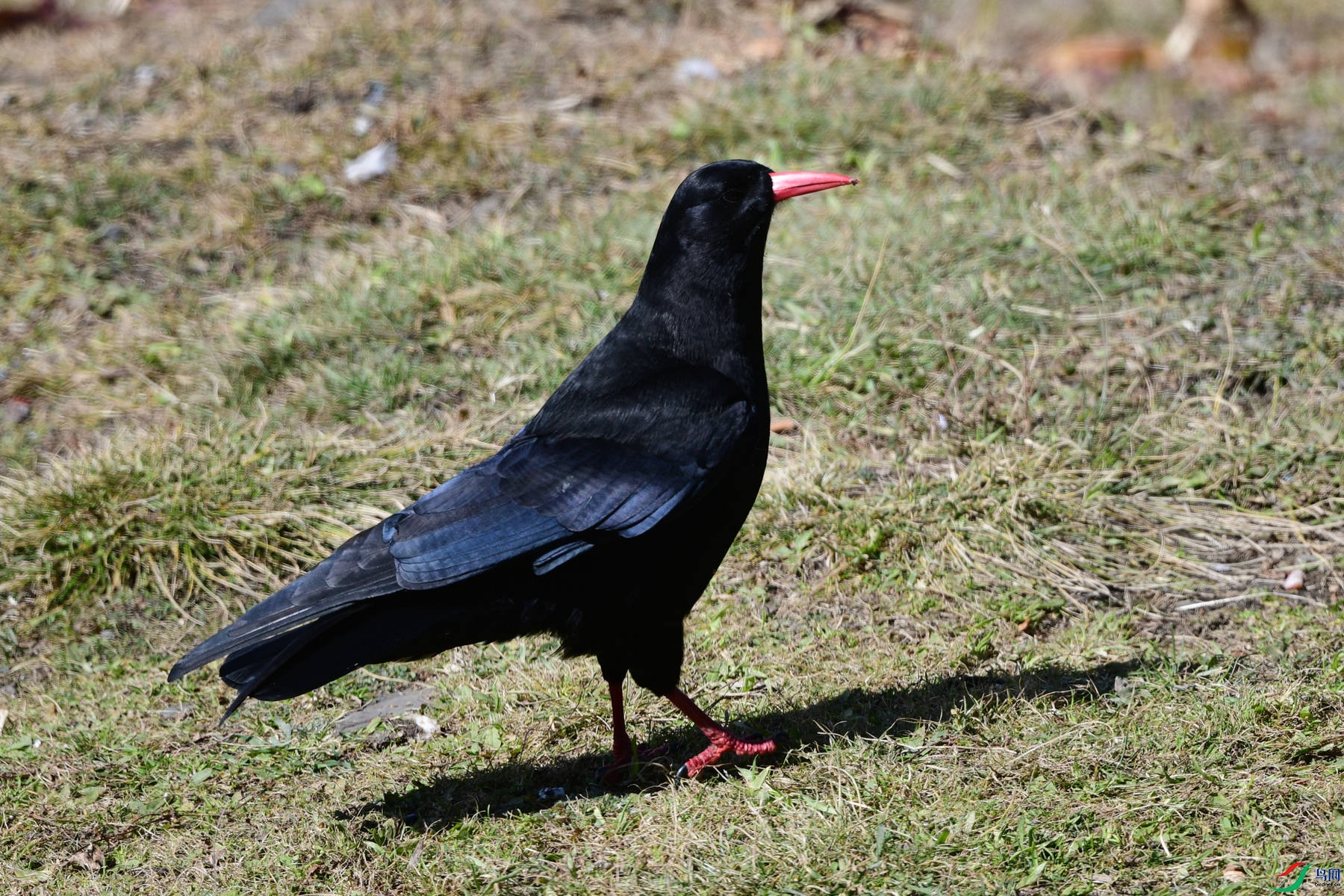 DSC_9878_̨�山��.jpg