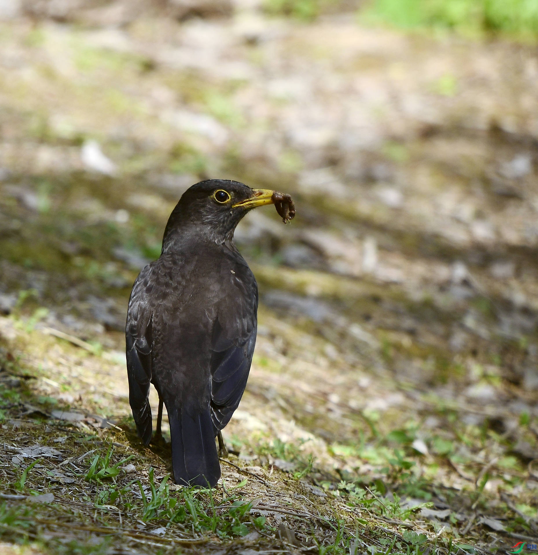 _D5D0267.jpg