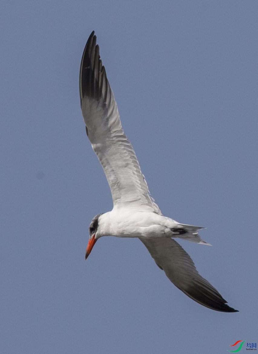 CS3U0883.jpg