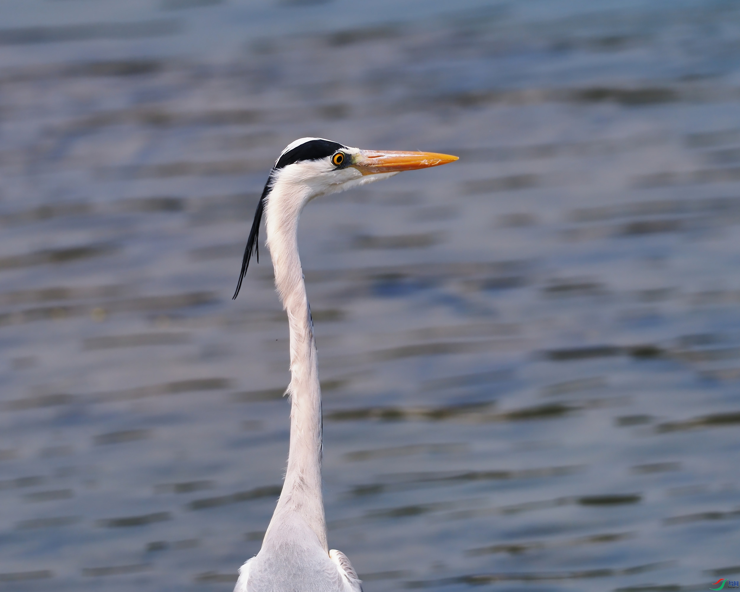 P4100340_2.jpg