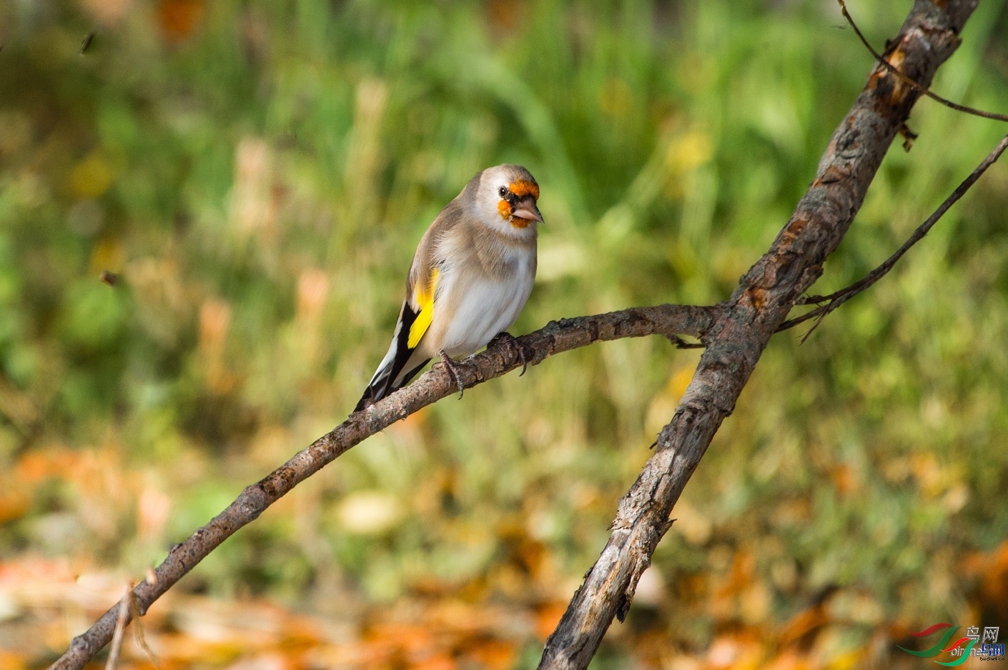 ��ľͷ��  ��ʦ��������.��.ά.��.��.������.jpg