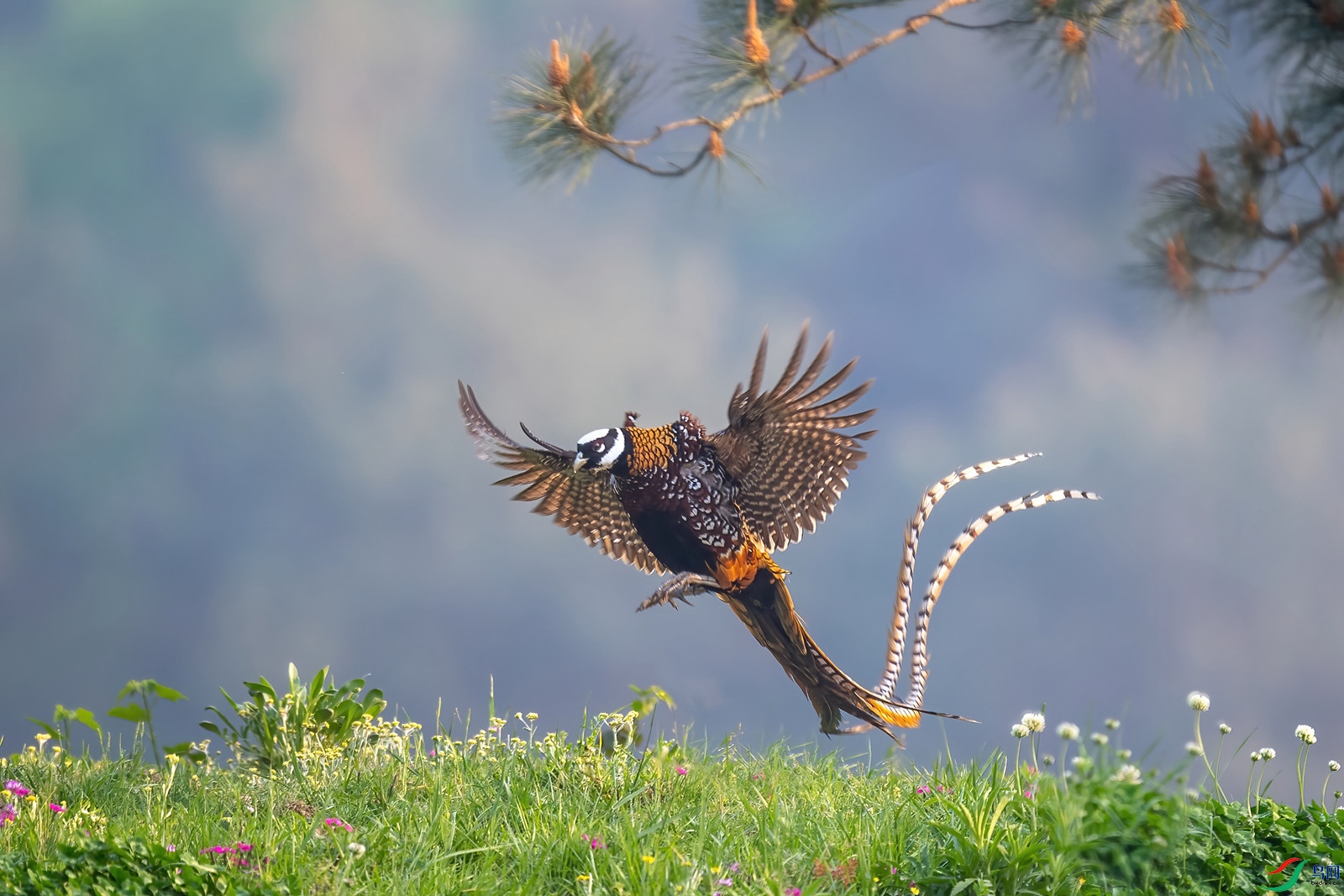 DSC_0178 ����--_����.jpg