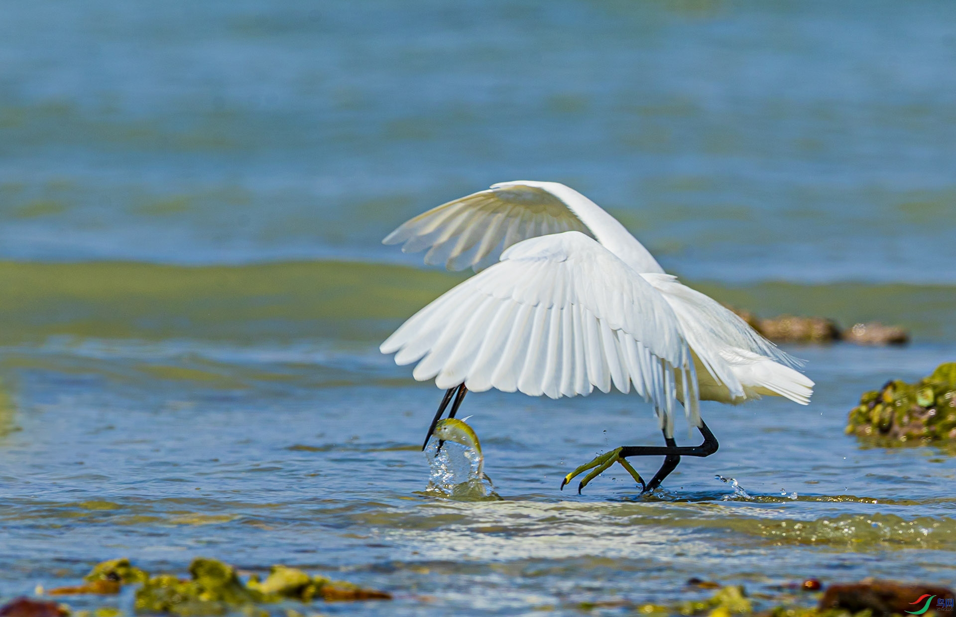 AE8I1788 ����-1.jpg