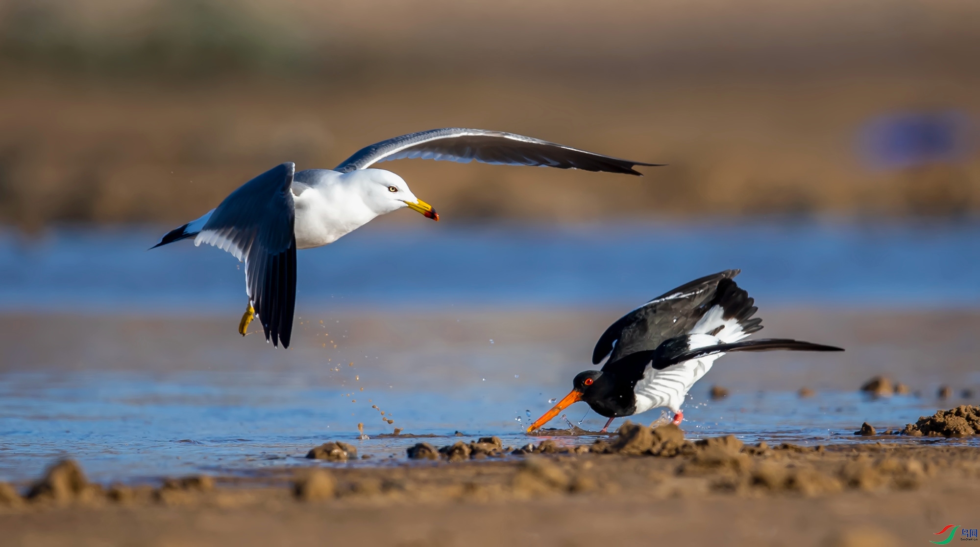 ��Ÿ������