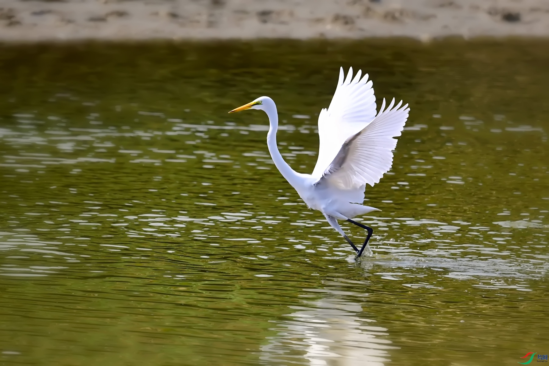 DSC_8351.jpg