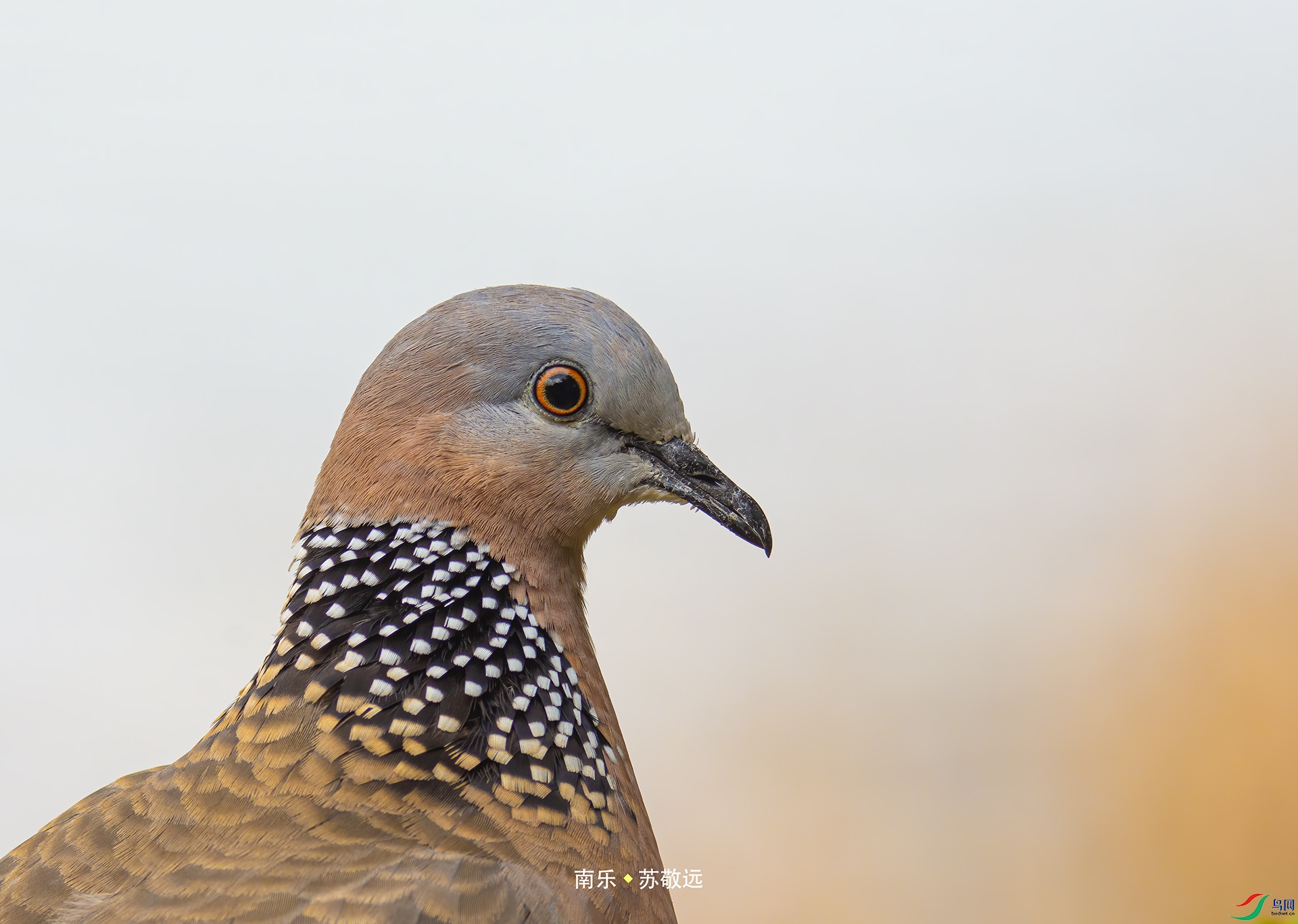 _DSC7203-С.jpg