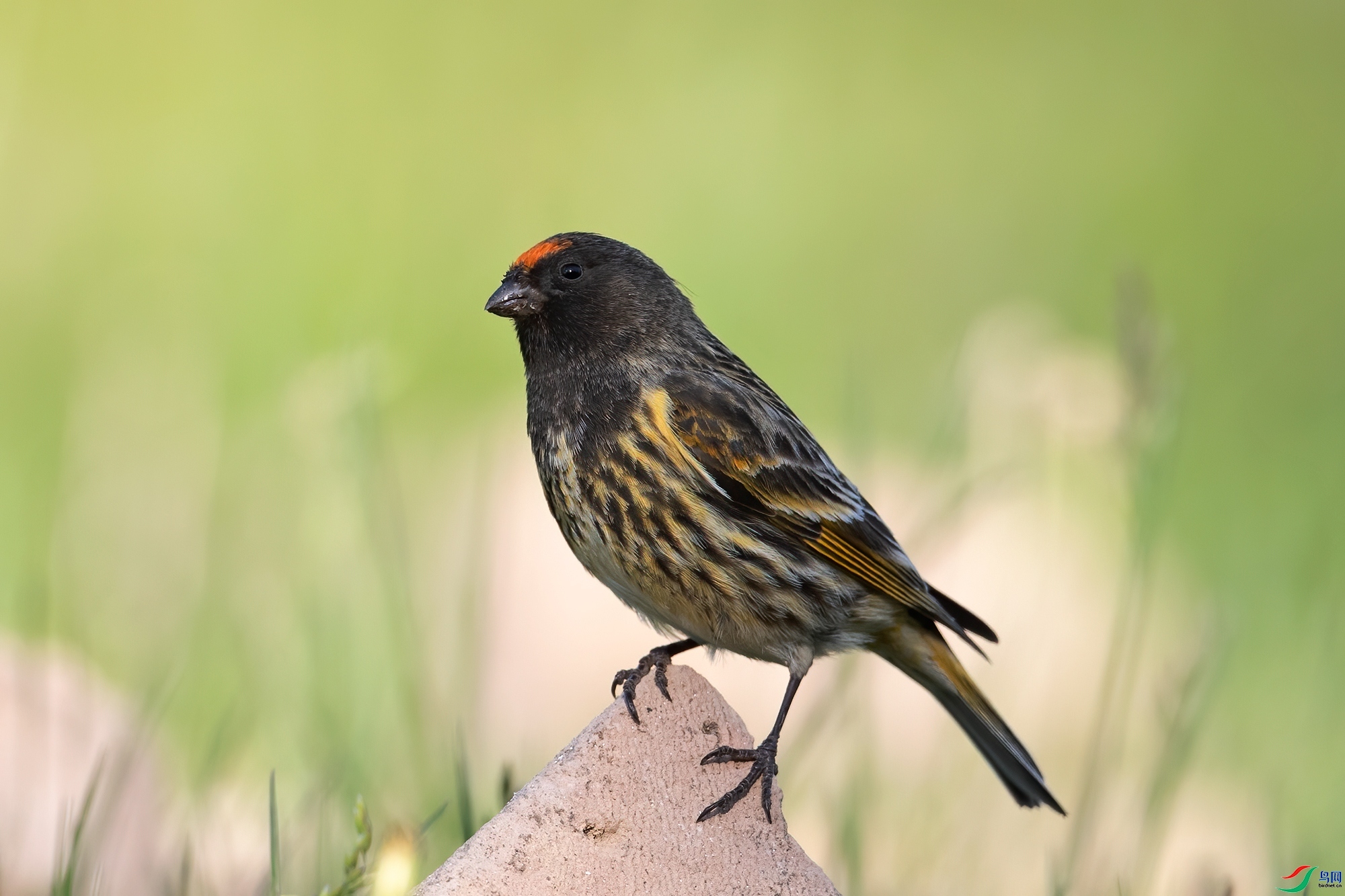 zhanghj486  ��ʦ��������.��.ά.��.����������.³.ľ.����.jpg