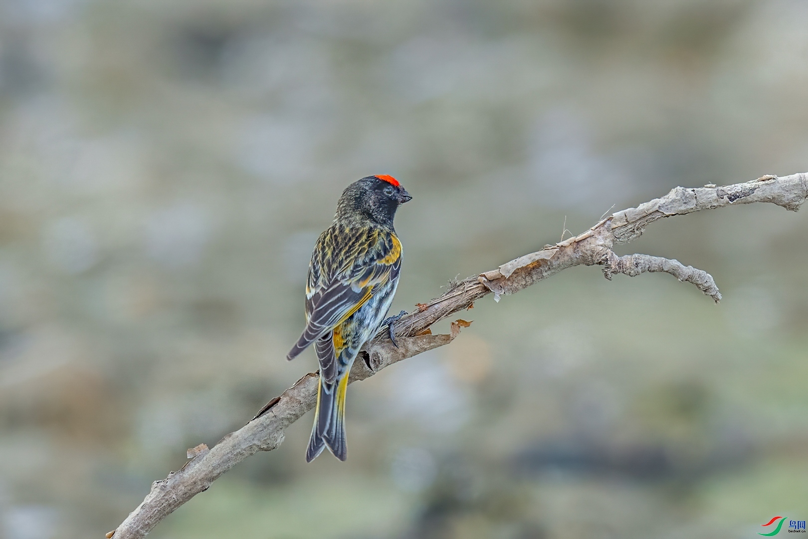 �ķ�ľ��  ��ʦ��������.��.ά.��.����������.³.ľ.����.jpg