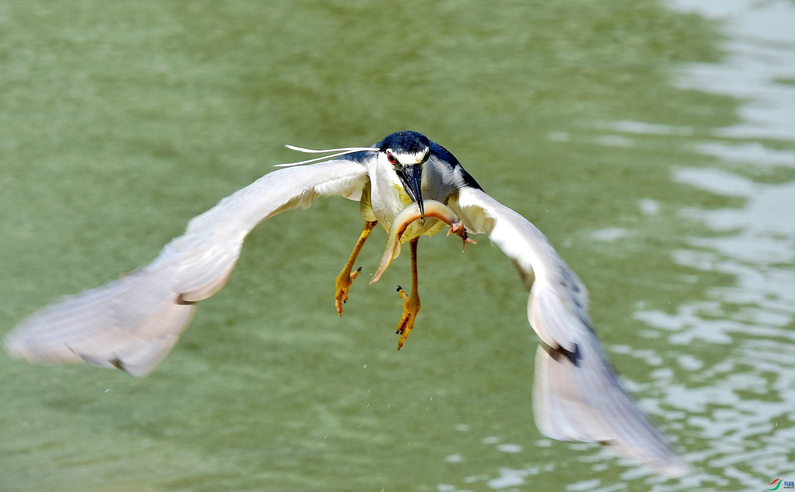 DSC_6997_conew2.jpg