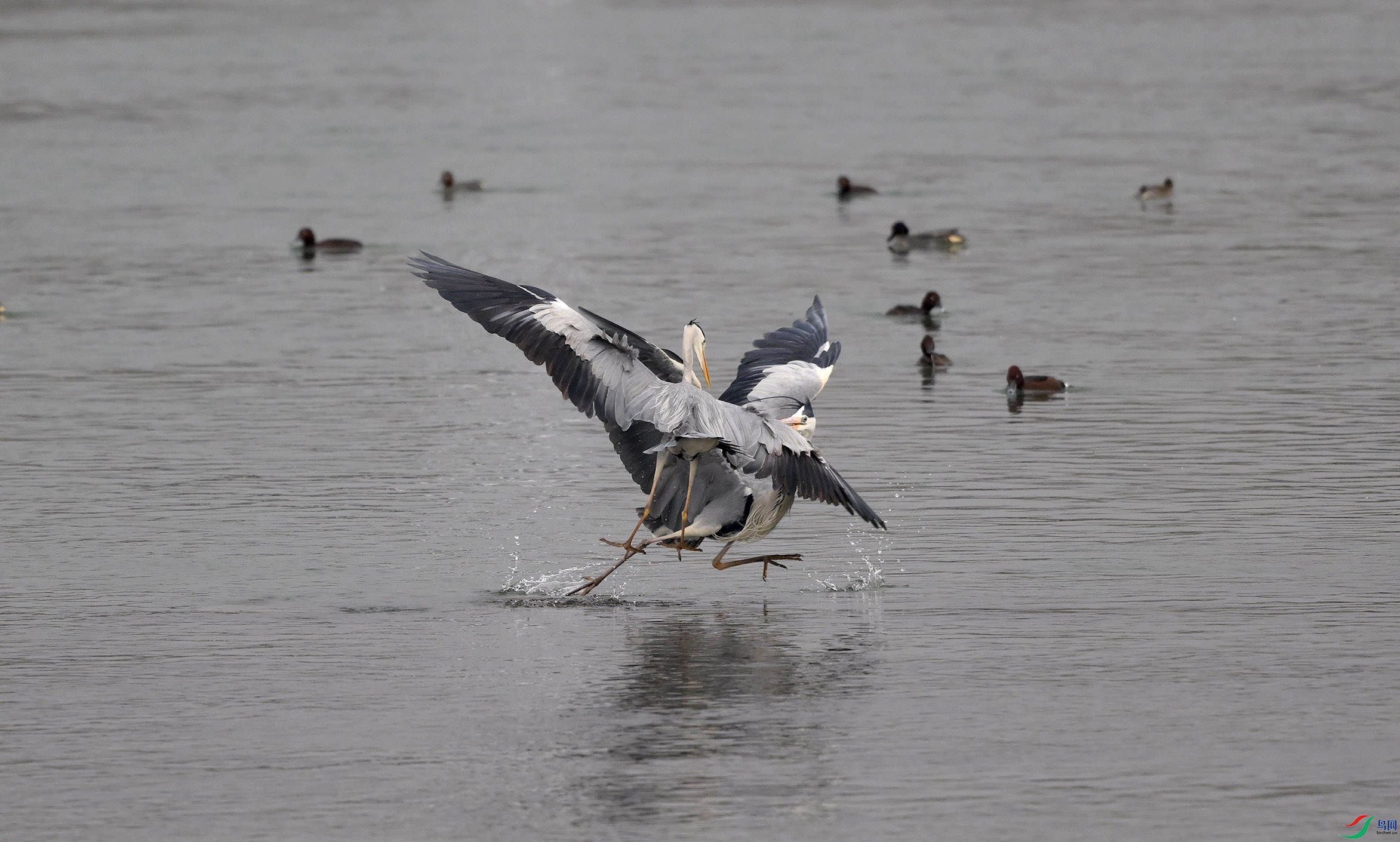 DSC_4288.JPG