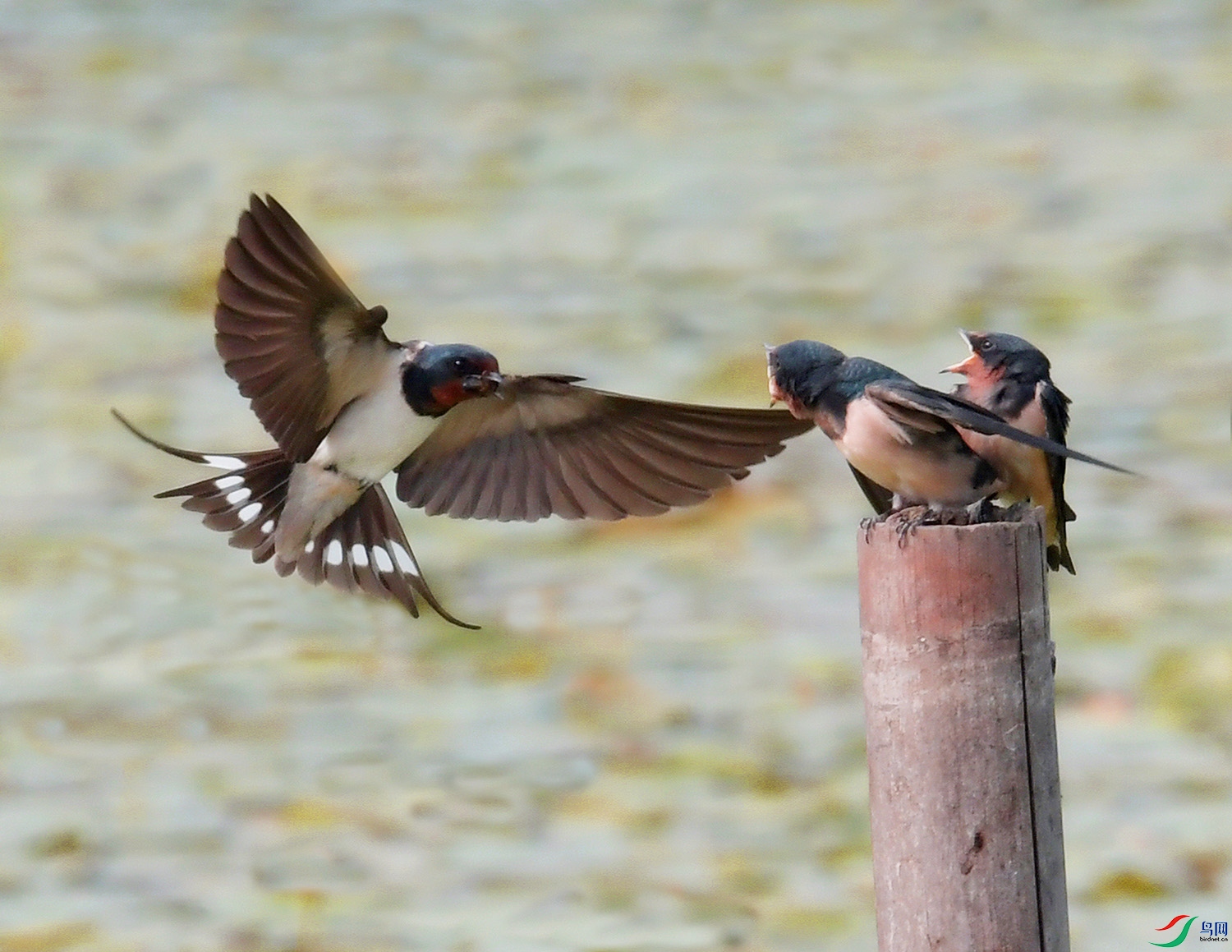 _DSC4487 - ����.JPG