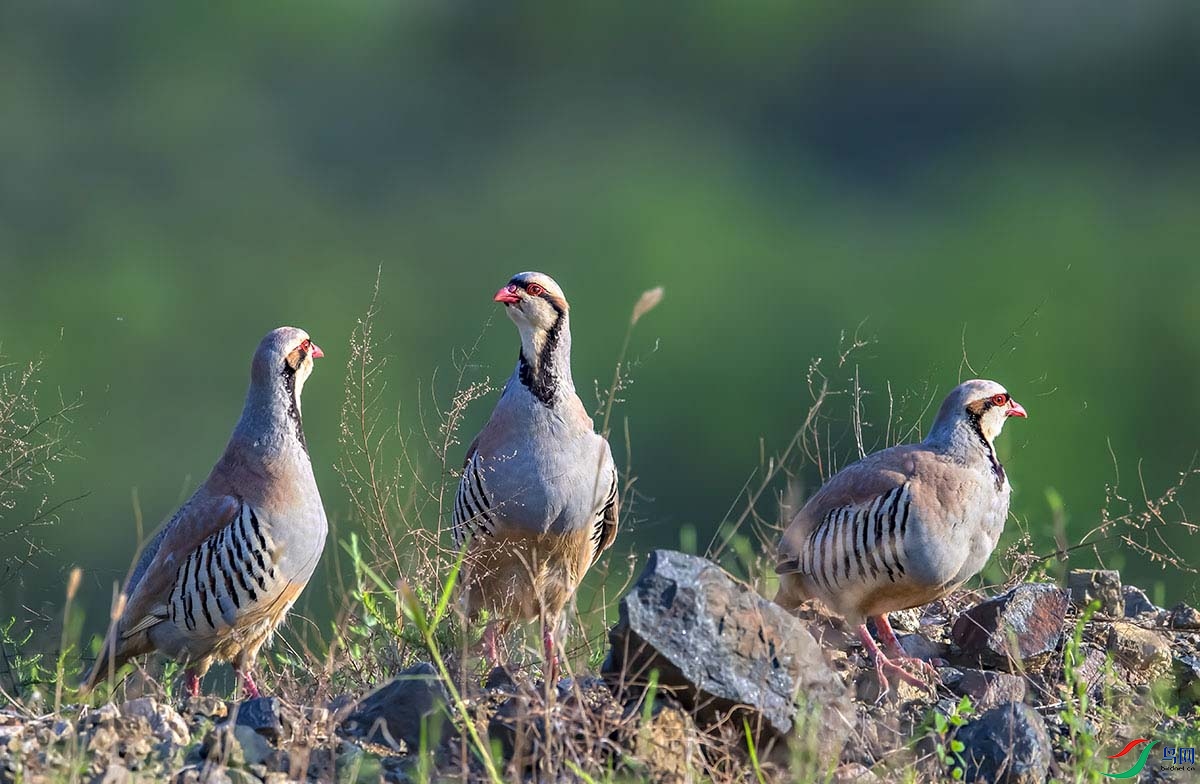 _DSC6981-.jpg- - ����.jpg