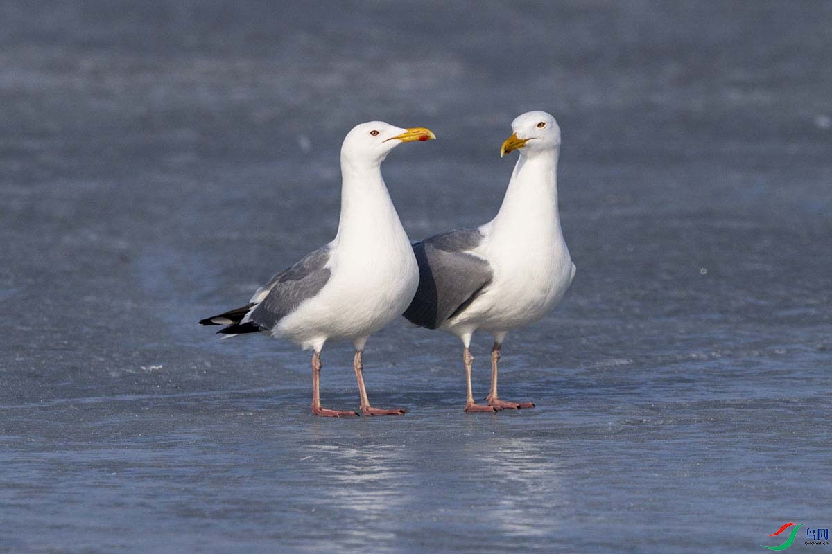 _DSC4813- - ����.jpg