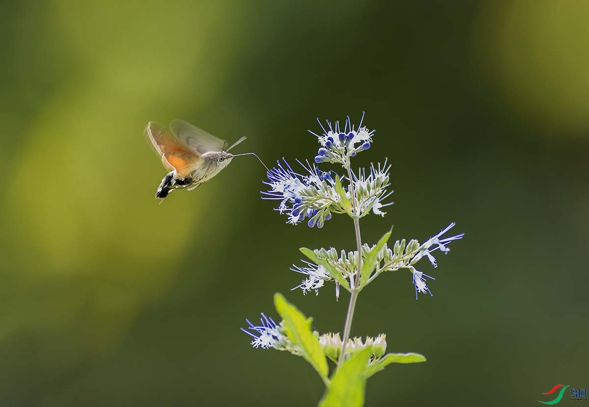 _DSC3304- - - ����.jpg