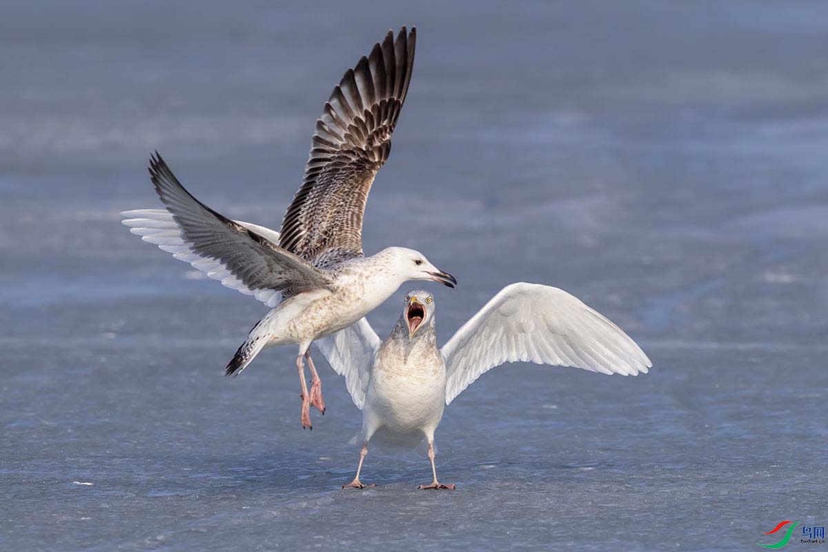 _DSC4792- - ����.jpg